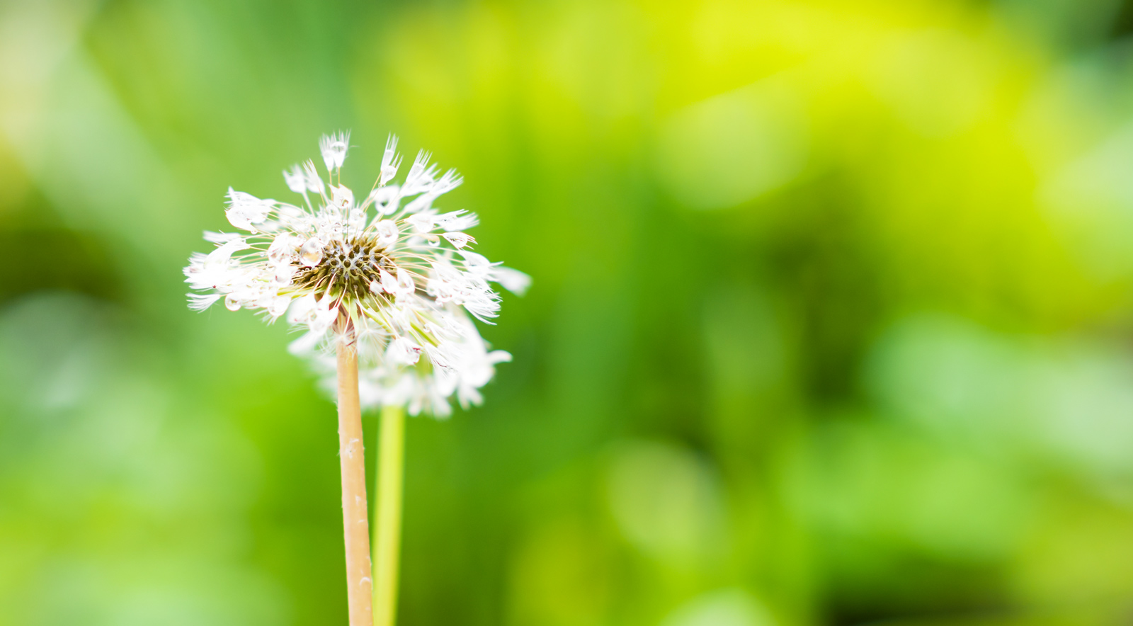 Pusteblume Loewenzahn