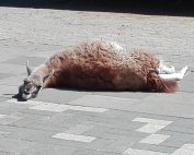Sommerabschlussfahrt nach Sottrum der KJT-Regenbogenweg-Gruppen